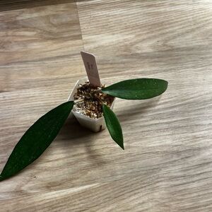 Hoya Rindu Rafflesia